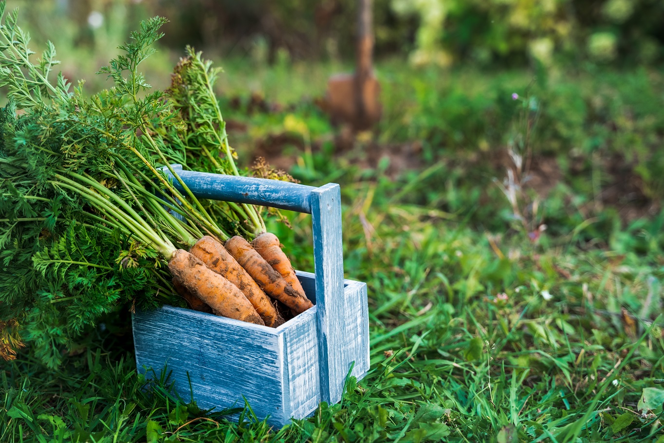 Wooden box with digged,collected harvest of carrot with green leaves. Picked up from soil, garden beds. Autumn planting, vegetable gardening. Family farming, cultivation of healthy, natural food