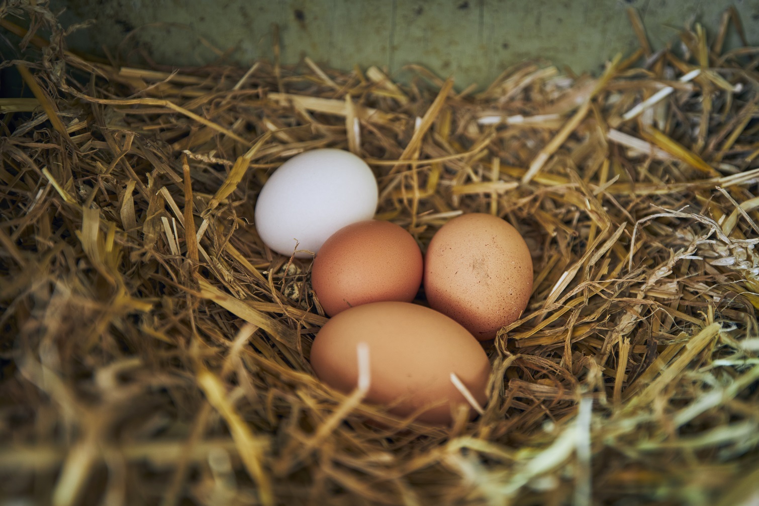 Fresh eggs in straw